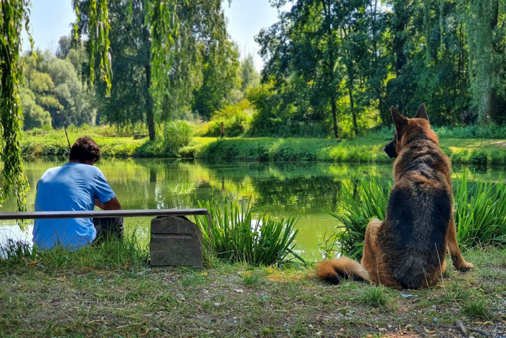 Fiskeolie til hunde