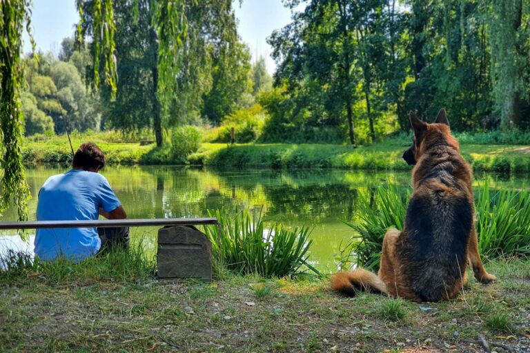 Fiskeolie til hunde